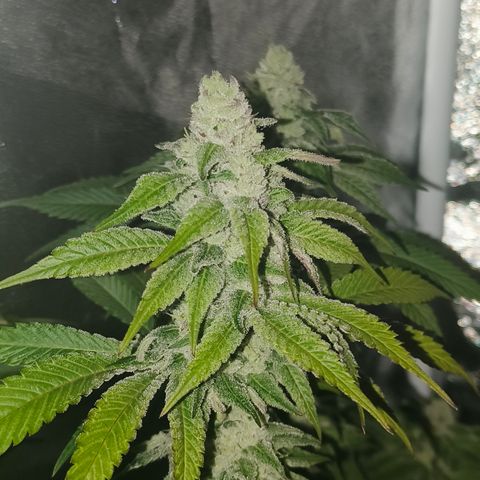 Lemon Orange #2 growlog timeline photo