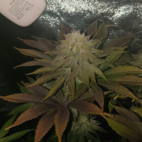 Lemon Orange #1 growlog timeline photo