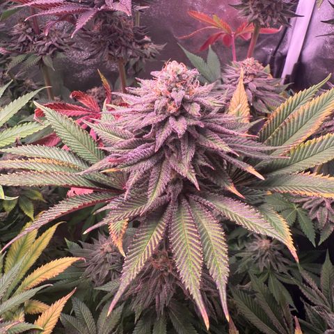 Lemon Orange #1 growlog timeline photo