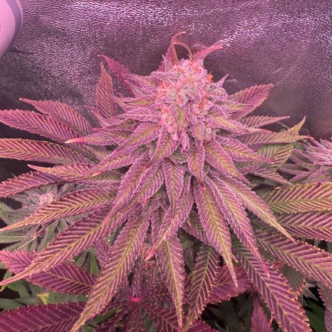 Lemon Orange #1 growlog timeline photo