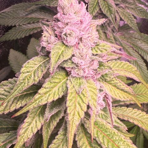 Lemon Orange #2 growlog timeline photo