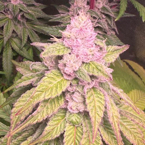 Lemon Orange #2 growlog timeline photo