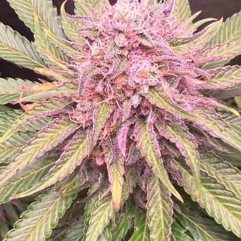 Pulp Fiction  growlog timeline photo