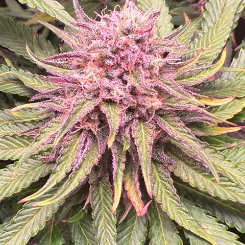 Pulp Fiction  growlog timeline photo