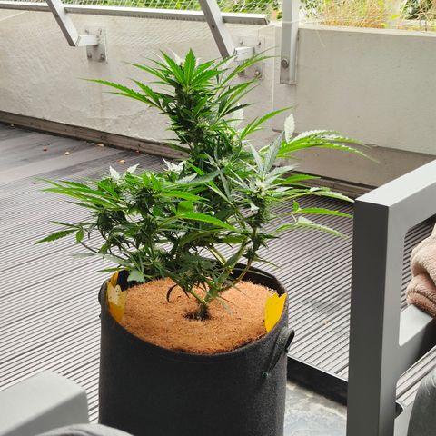 HighcloudZ #1 growlog timeline photo