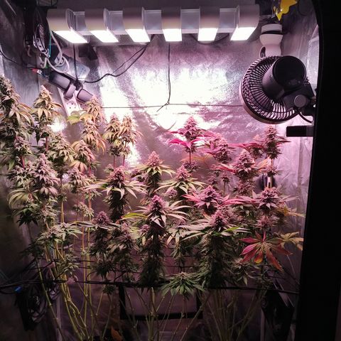 Pulp Fiction  growlog timeline photo