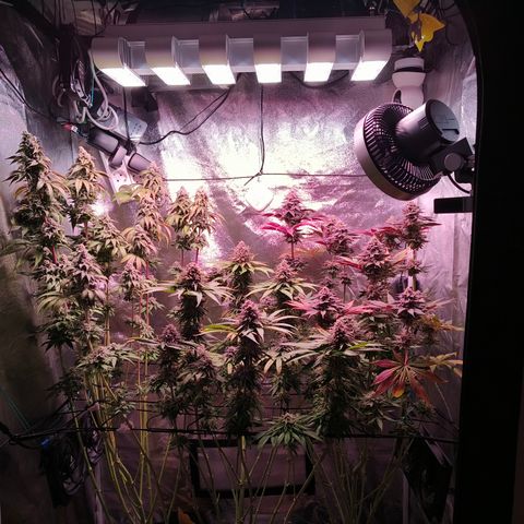 Pulp Fiction  growlog timeline photo