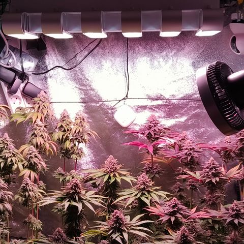Pulp Fiction  growlog timeline photo