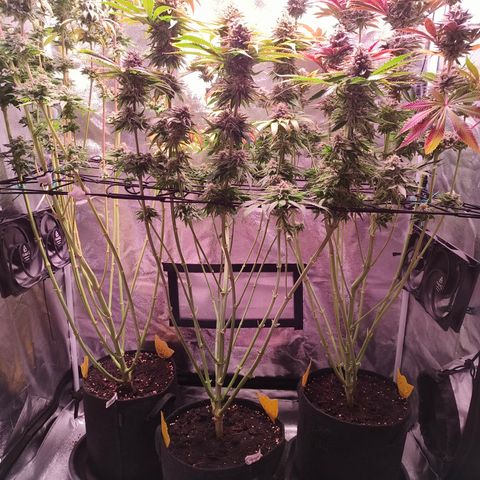 Pulp Fiction  growlog timeline photo