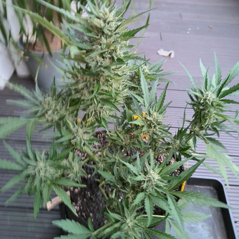 HighcloudZ #1 growlog timeline photo