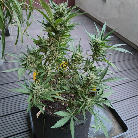 HighcloudZ #1 growlog timeline photo