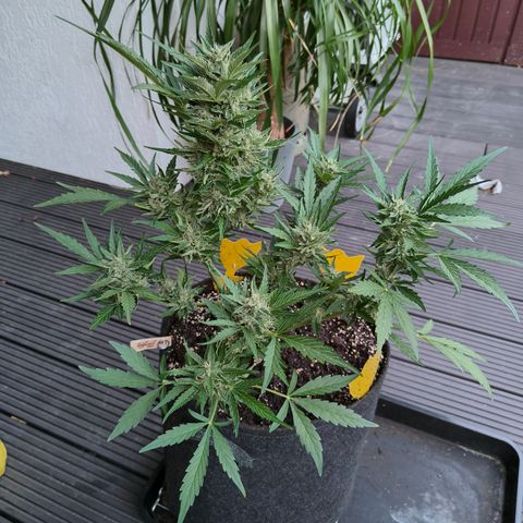 HighcloudZ #1 growlog timeline photo
