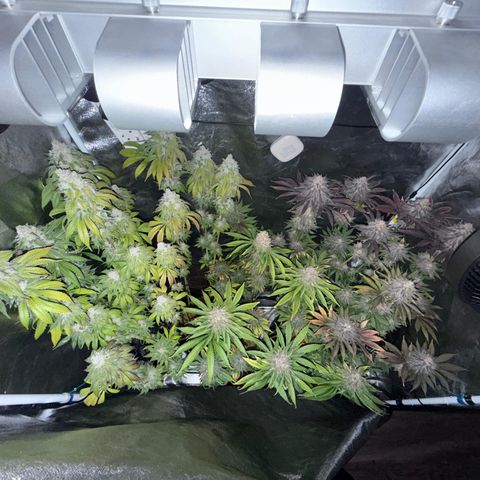 Pulp Fiction  growlog timeline photo