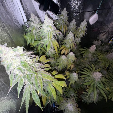 Pulp Fiction  growlog timeline photo