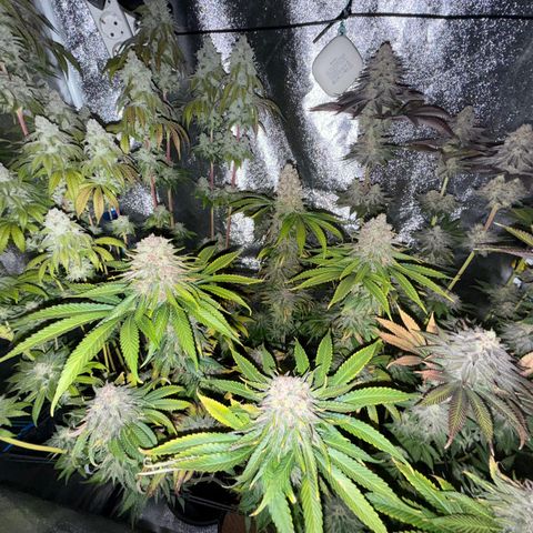 Pulp Fiction  growlog timeline photo