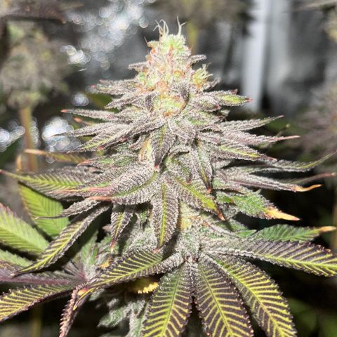 Lemon Orange #1 growlog timeline photo