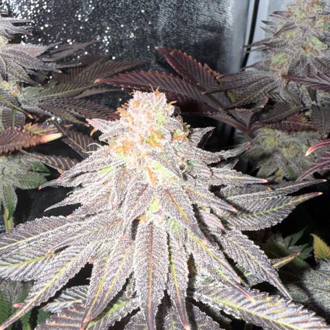 Lemon Orange #1 growlog timeline photo