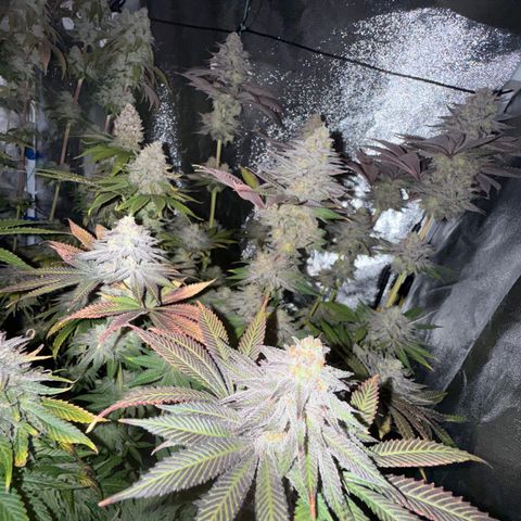 Lemon Orange #1 growlog timeline photo