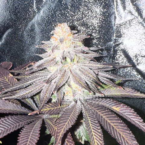 Lemon Orange #1 growlog timeline photo