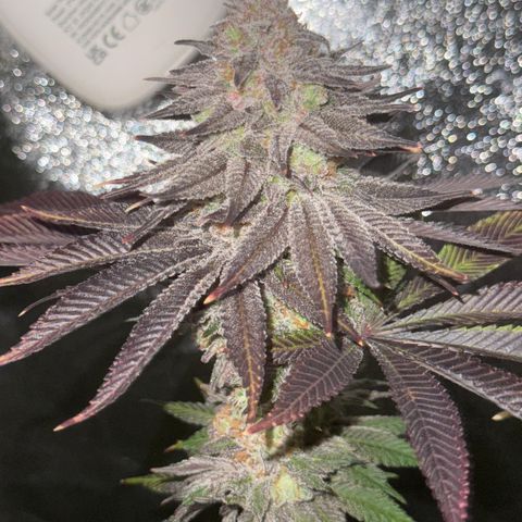 Lemon Orange #1 growlog timeline photo