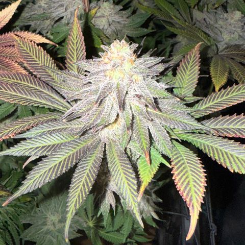 Lemon Orange #1 growlog timeline photo