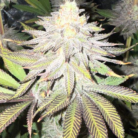 Lemon Orange #1 growlog timeline photo