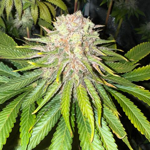 Pulp Fiction  growlog timeline photo
