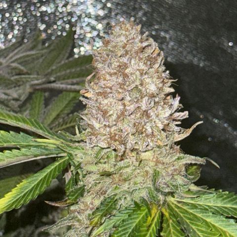 Pulp Fiction  growlog timeline photo