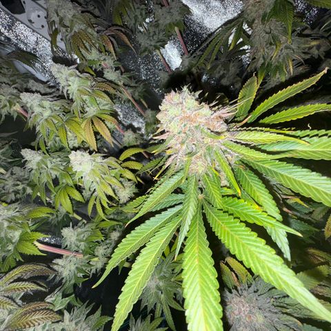 Pulp Fiction  growlog timeline photo