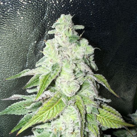 Lemon Orange #2 growlog timeline photo