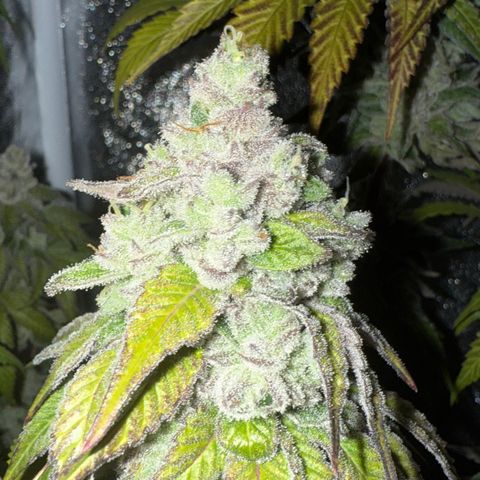 Lemon Orange #2 growlog timeline photo