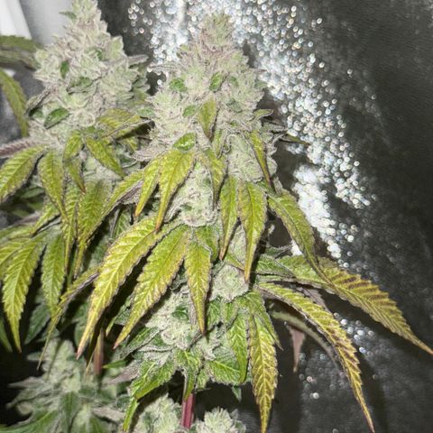 Lemon Orange #2 growlog timeline photo