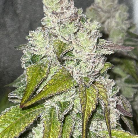 Lemon Orange #2 growlog timeline photo