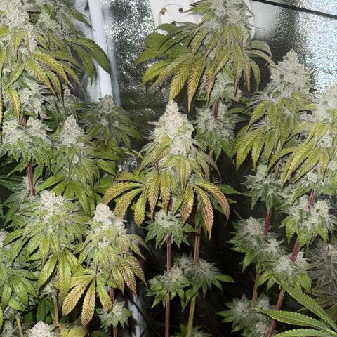 Lemon Orange #2 growlog timeline photo