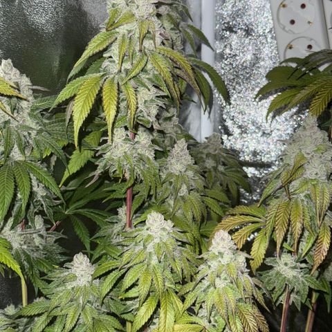 Lemon Orange #2 growlog timeline photo