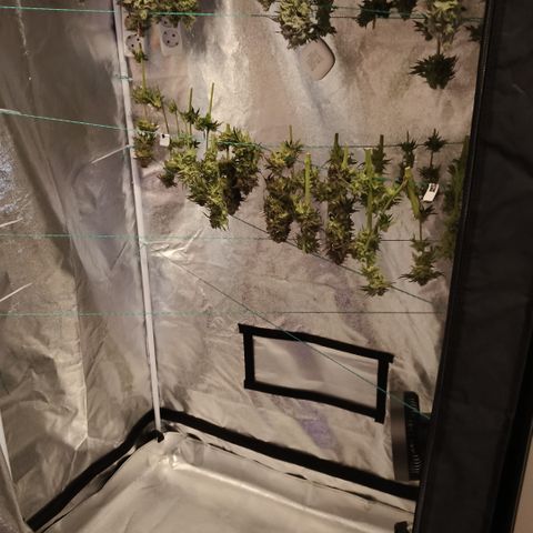 Pulp Fiction  growlog timeline photo
