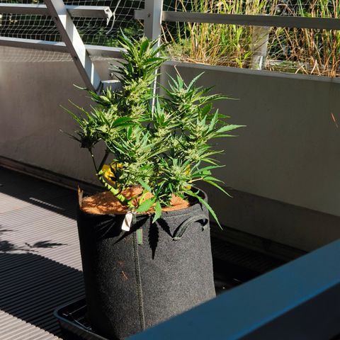 HighcloudZ #1 growlog timeline photo