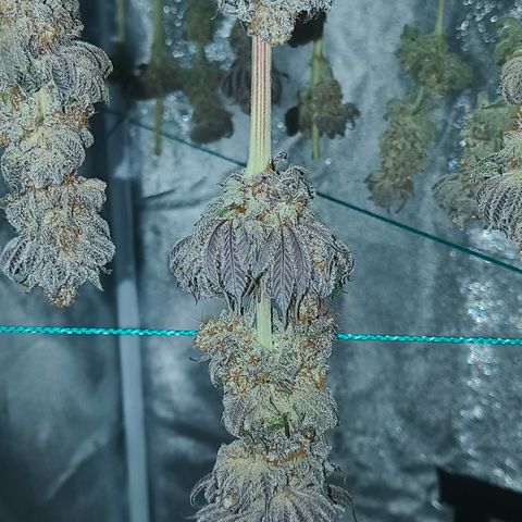 Lemon Orange #1 growlog timeline photo