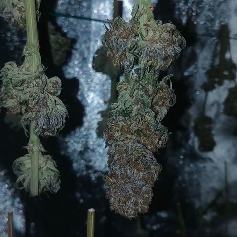 Pulp Fiction  growlog timeline photo