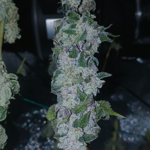 Lemon Orange #2 growlog timeline photo