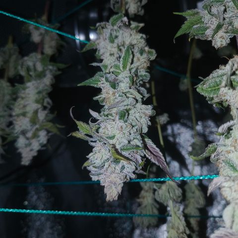 Lemon Orange #2 growlog timeline photo