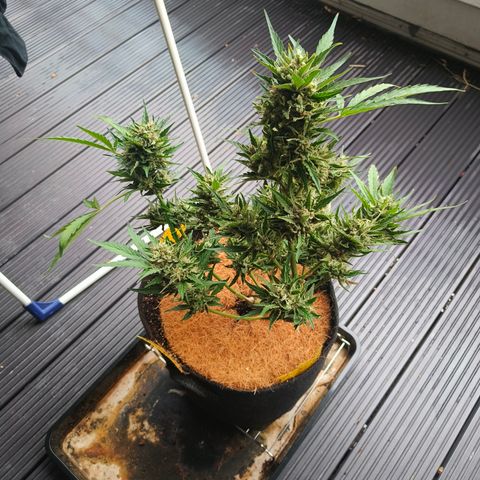 HighcloudZ #1 growlog timeline photo