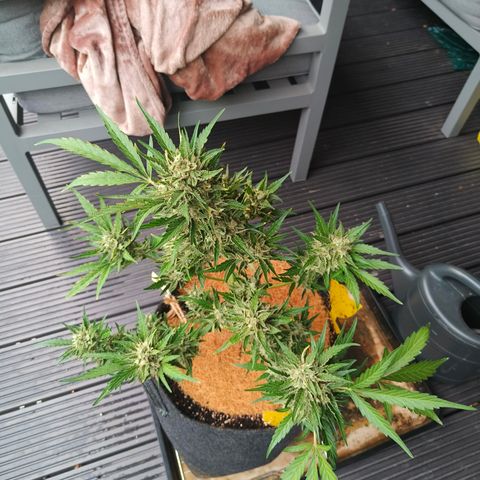 HighcloudZ #1 growlog timeline photo