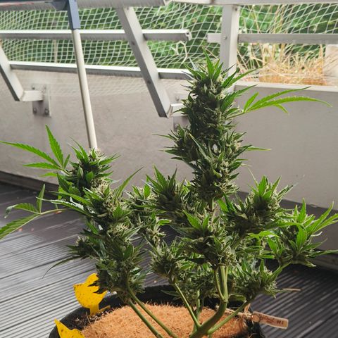 HighcloudZ #1 growlog timeline photo