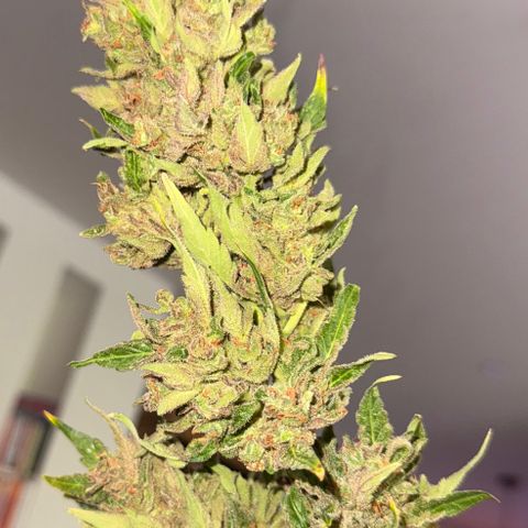 HighcloudZ #1 growlog timeline photo