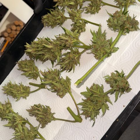 HighcloudZ #1 growlog timeline photo