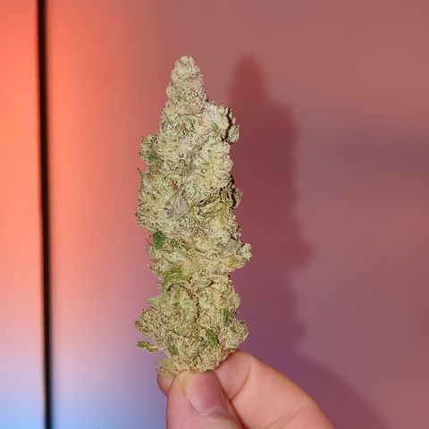 Lemon Orange #2 growlog timeline photo