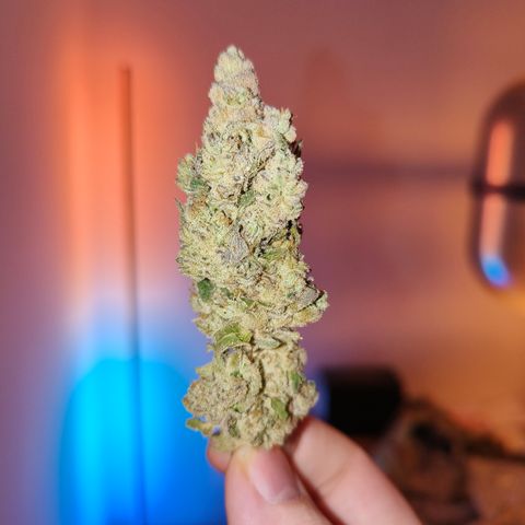 Lemon Orange #2 growlog timeline photo