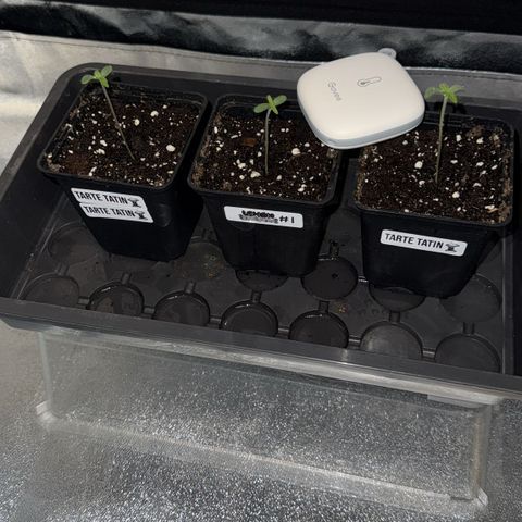 Lemon Orange GHS growlog timeline photo
