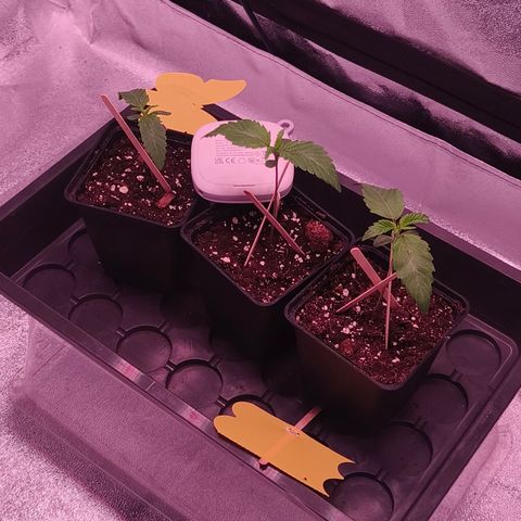 Lemon Orange GHS growlog timeline photo